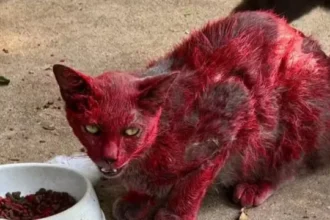 misterio-de-‘gata-vermelha’-dispara-alerta-em-cidade:-‘nao-a-ajudem’