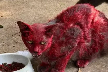 misterio-de-‘gata-vermelha’-dispara-alerta-em-cidade:-‘nao-a-ajudem’