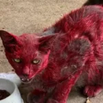 misterio-de-‘gata-vermelha’-dispara-alerta-em-cidade:-‘nao-a-ajudem’