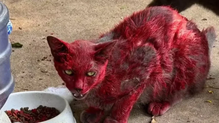 misterio-de-‘gata-vermelha’-dispara-alerta-em-cidade:-‘nao-a-ajudem’