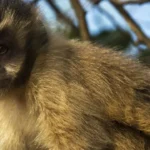 visitante-atrai-macaco-prego-com-planta-e-o-derruba-com-tapa-em-sc