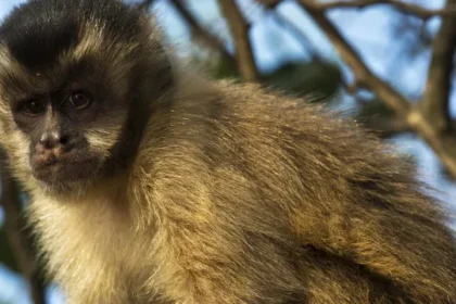 visitante-atrai-macaco-prego-com-planta-e-o-derruba-com-tapa-em-sc