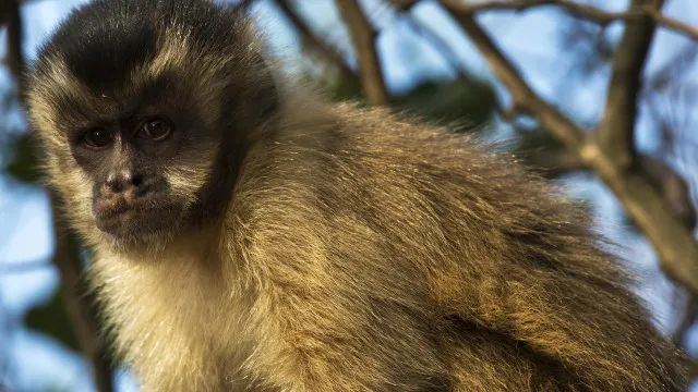 visitante-atrai-macaco-prego-com-planta-e-o-derruba-com-tapa-em-sc