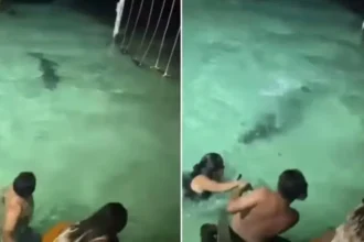 banhistas-escapam-de-crocodilo-durante-banho-noturno-em-resort;-video