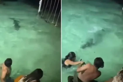 banhistas-escapam-de-crocodilo-durante-banho-noturno-em-resort;-video