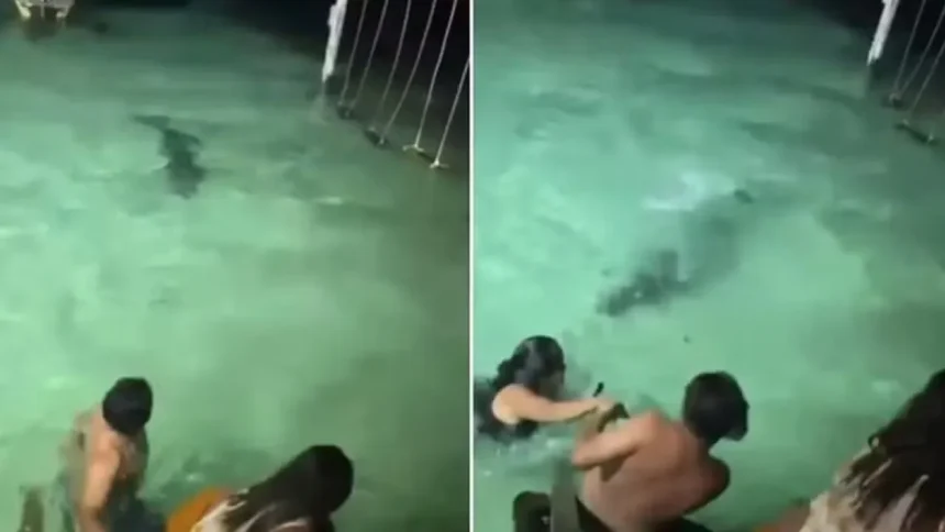 banhistas-escapam-de-crocodilo-durante-banho-noturno-em-resort;-video
