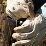 pesquisadores-encontram-plantas-consideradas-extintas-ha-30-anos