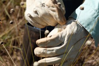 pesquisadores-encontram-plantas-consideradas-extintas-ha-30-anos