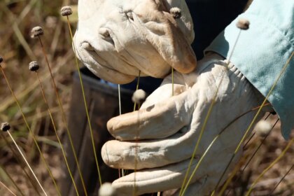 pesquisadores-encontram-plantas-consideradas-extintas-ha-30-anos