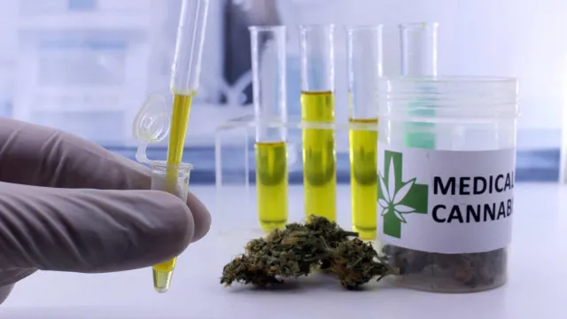 autorizacoes-para-importacao-de-cannabis-aumentam-29%-em-2026
