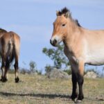 takhi,-o-cavalo-selvagem-que-virou-simbolo-de-restauracao-na-mongolia