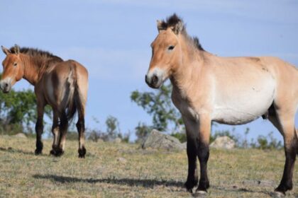 takhi,-o-cavalo-selvagem-que-virou-simbolo-de-restauracao-na-mongolia