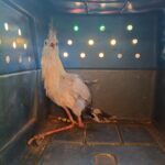 guarda-metropolitana-resgata-seriema-ferida-apos-atropelamento-na-to-020