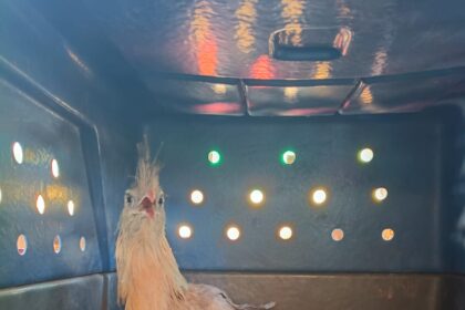 guarda-metropolitana-resgata-seriema-ferida-apos-atropelamento-na-to-020