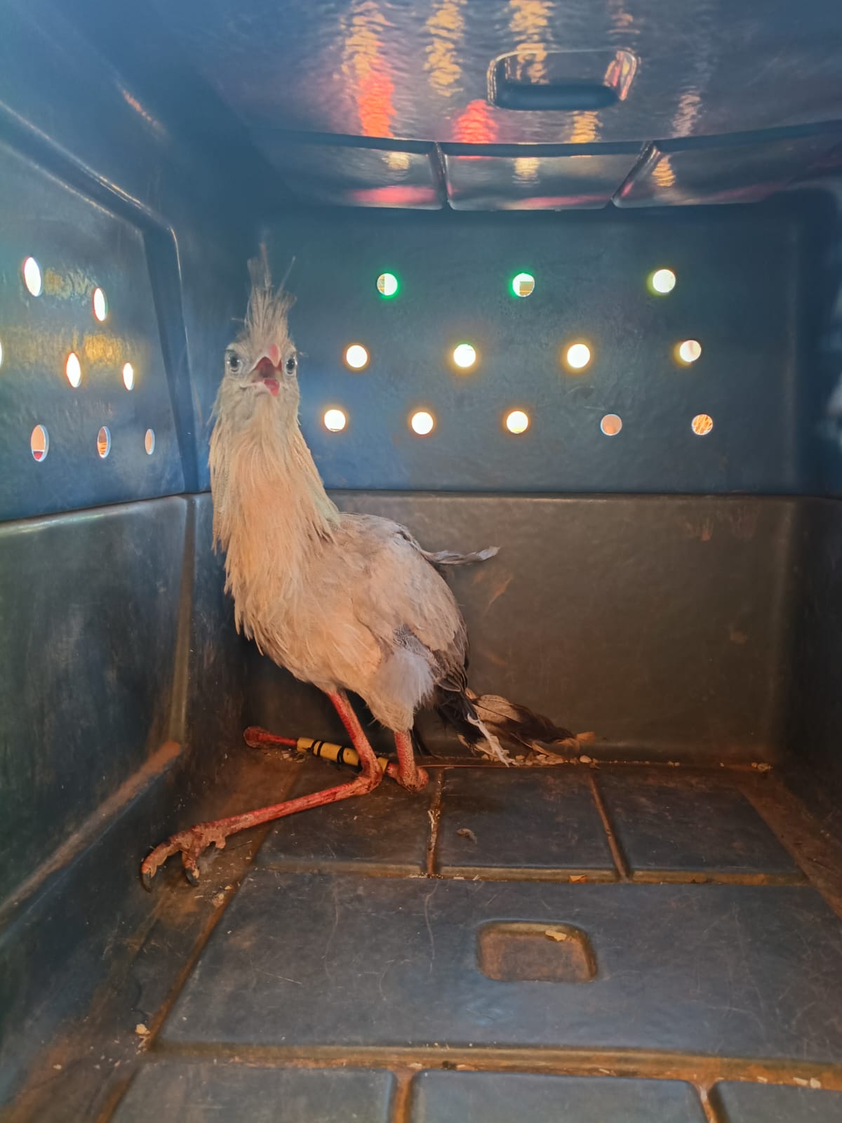 guarda-metropolitana-resgata-seriema-ferida-apos-atropelamento-na-to-020