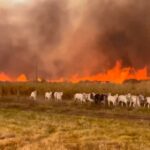 :-gado-foge-de-incendio-que-atinge-fazendas;-fogo-avanca-por-areas-rurais-de-tres-estados