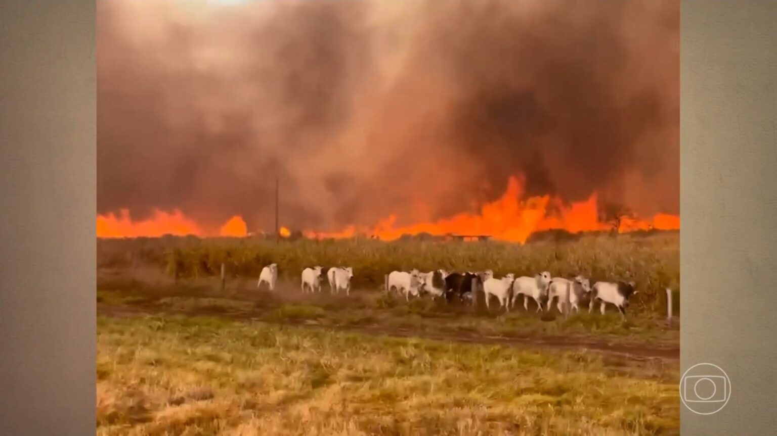 :-gado-foge-de-incendio-que-atinge-fazendas;-fogo-avanca-por-areas-rurais-de-tres-estados