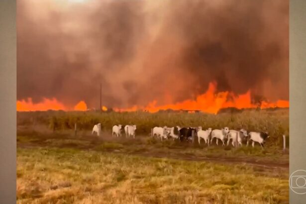 :-gado-foge-de-incendio-que-atinge-fazendas;-fogo-avanca-por-areas-rurais-de-tres-estados