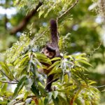 entidade-cobra-compromisso-de-candidatos-com-direitos-da-natureza