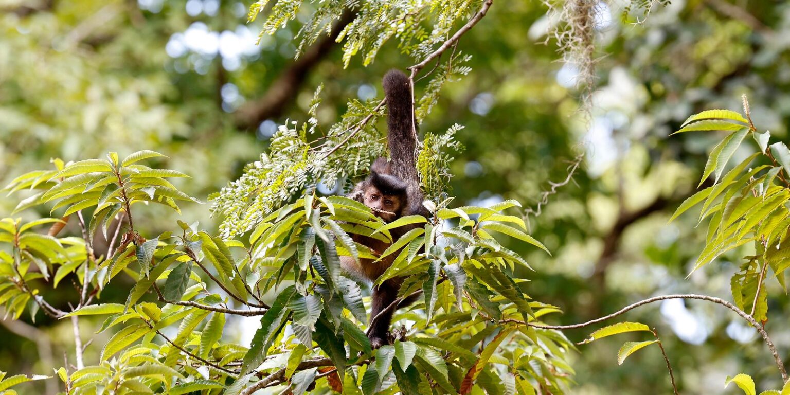 entidade-cobra-compromisso-de-candidatos-com-direitos-da-natureza