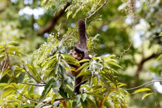 entidade-cobra-compromisso-de-candidatos-com-direitos-da-natureza