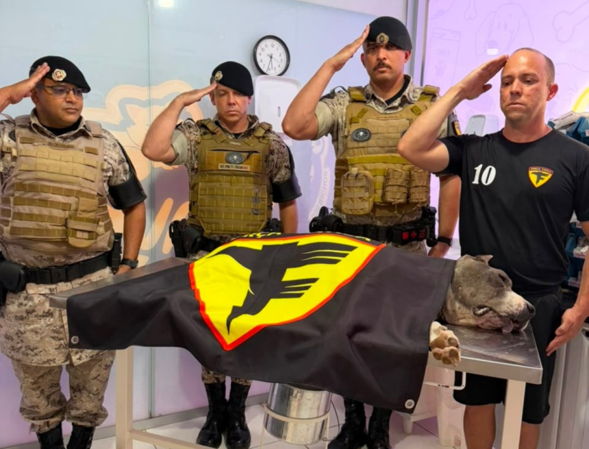cao-da-pm-que-ajudou-a-apreender-mais-de-3-toneladas-de-drogas-recebe-homenagem-apos-morrer-no-to