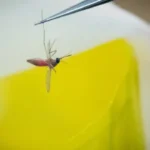 febre-do-nilo-ocidental:-nao-ha-motivo-para-panico,-diz-medico
