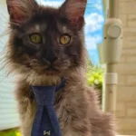 gato-maine-coon-com-29-dedos-entra-no-guinness-e-quebra-recorde-mundial
