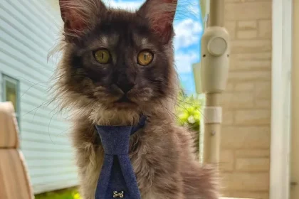 gato-maine-coon-com-29-dedos-entra-no-guinness-e-quebra-recorde-mundial