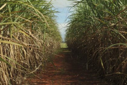 conselho-eleva-limite-de-remuneracao-do-eco-invest-brasil