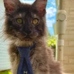gato-maine-coon-com-29-dedos-entra-no-guinness-e-quebra-recorde-mundial
