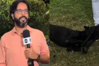 cachorro-perdido-invade-reportagem-ao-vivo-da-globo-e-e-reconhecido-e-resgatado-por-tutora