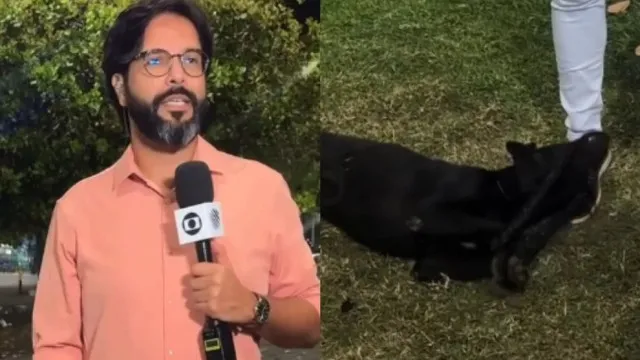cachorro-perdido-invade-reportagem-ao-vivo-da-globo-e-e-reconhecido-e-resgatado-por-tutora