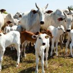 com-rebanho-de-11,6-milhoes,-tocantins-tem-quase-oito-cabecas-de-gado-por-pessoa