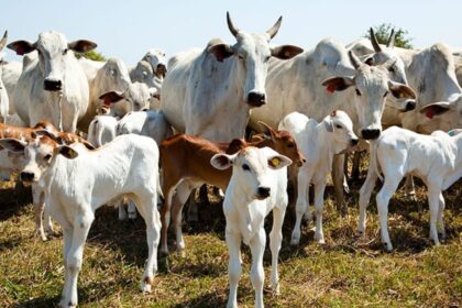 com-rebanho-de-11,6-milhoes,-tocantins-tem-quase-oito-cabecas-de-gado-por-pessoa