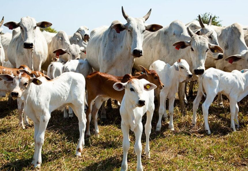 com-rebanho-de-11,6-milhoes,-tocantins-tem-quase-oito-cabecas-de-gado-por-pessoa