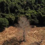 depois-da-cop17,-brasil-e-cobrado-a-efetivar-metas-de-restauracao