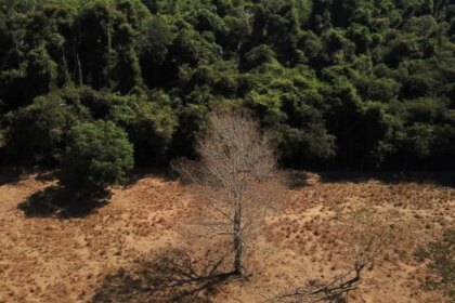 depois-da-cop17,-brasil-e-cobrado-a-efetivar-metas-de-restauracao