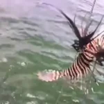 peixe-venenoso-invade-litoral-da-bahia;-quase-500-exemplares-sao-retirados-do-mar-em-um-mes