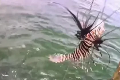 peixe-venenoso-invade-litoral-da-bahia;-quase-500-exemplares-sao-retirados-do-mar-em-um-mes