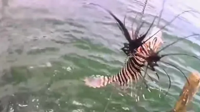 peixe-venenoso-invade-litoral-da-bahia;-quase-500-exemplares-sao-retirados-do-mar-em-um-mes
