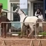 cavalo-desgovernado-e-controlado-por-menina-de-12-anos-no-rs