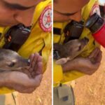 ‘muito-gratificante’,-diz-brigadista-que-resgatou-filhote-de-veado-de-incendio-e-deu-agua-ao-animal;