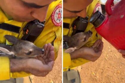 ‘muito-gratificante’,-diz-brigadista-que-resgatou-filhote-de-veado-de-incendio-e-deu-agua-ao-animal;
