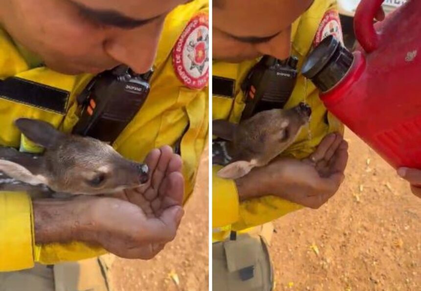 ‘muito-gratificante’,-diz-brigadista-que-resgatou-filhote-de-veado-de-incendio-e-deu-agua-ao-animal;
