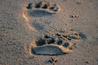 urso-e-filmado-a-entrando-em-carro-nos-estados-unidos;-video