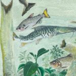amazonia-tem-mais-de-2,7-mil-especies-de-peixes,-aponta-estudo