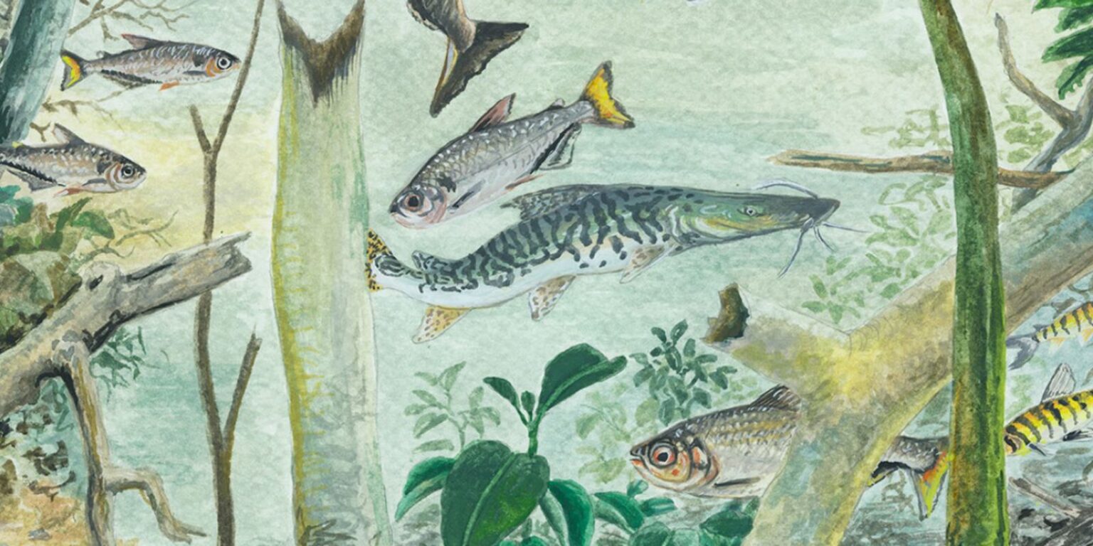 amazonia-tem-mais-de-2,7-mil-especies-de-peixes,-aponta-estudo