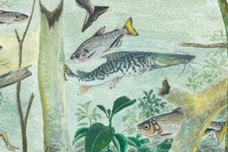 amazonia-tem-mais-de-2,7-mil-especies-de-peixes,-aponta-estudo