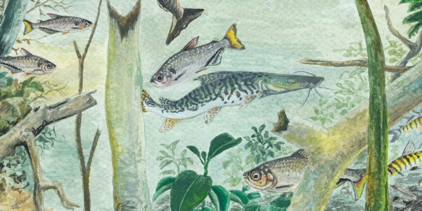 amazonia-tem-mais-de-2,7-mil-especies-de-peixes,-aponta-estudo